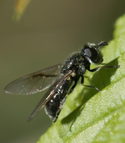 Réf. 43 889 : Heringia heringi