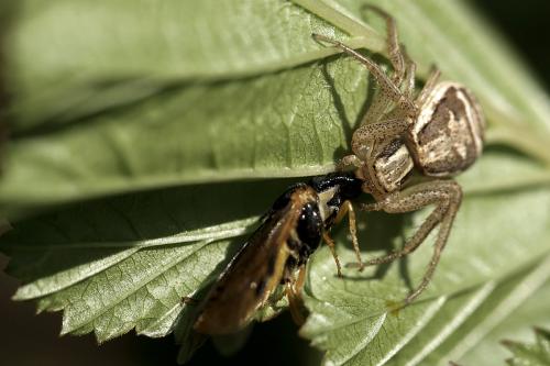 Xysticus sp.