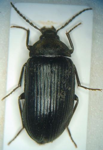Réf. 43 905 : Prionychus sp.