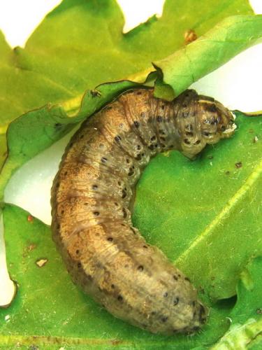 Réf. 43 077 : Agrotis sp.