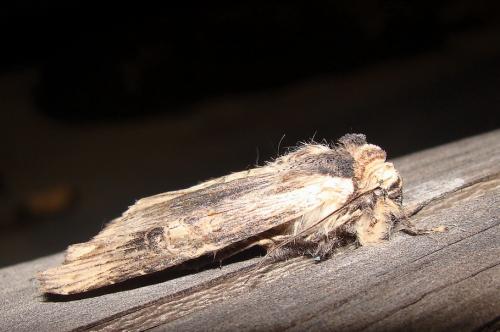Xylena exsoleta