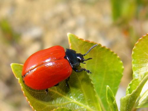 Réf. 43 166 : Chrysomela populi
