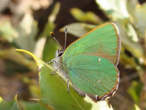 Réf. 43 195 : Callophrys rubi