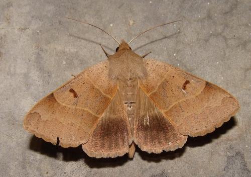 Minucia lunaris