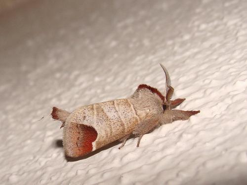 Réf. 43 229 : Clostera curtula