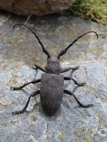 Réf. 43 657 : Lamia textor