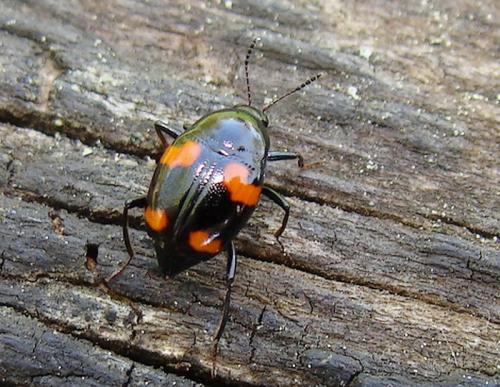 Réf. 43 735 : Scaphidium quadrimaculatum