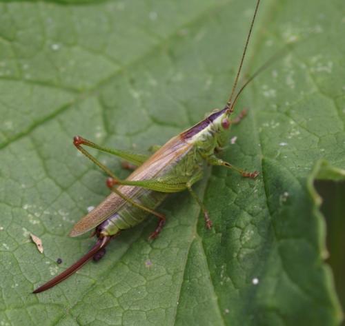 Réf. 43 131 : Conocephalus fuscus