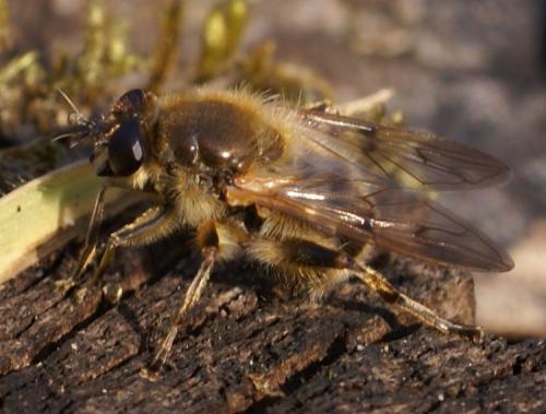 Réf. 43 259 : Brachypalpus valgus