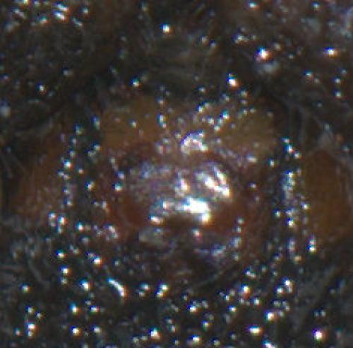 Zelotes apricorum