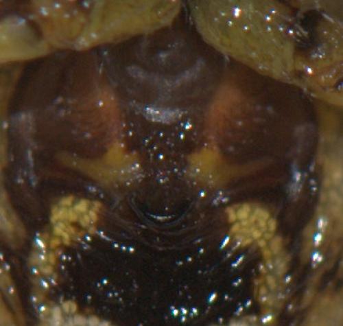 Agalenatea redii