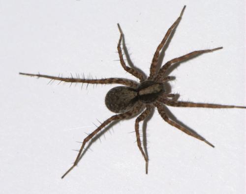Pardosa sp.