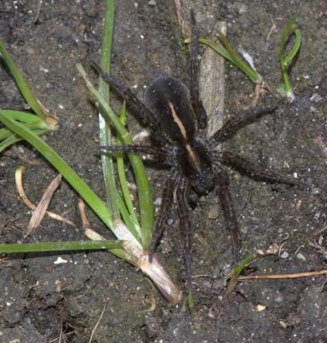 Arctosa fulvolineata