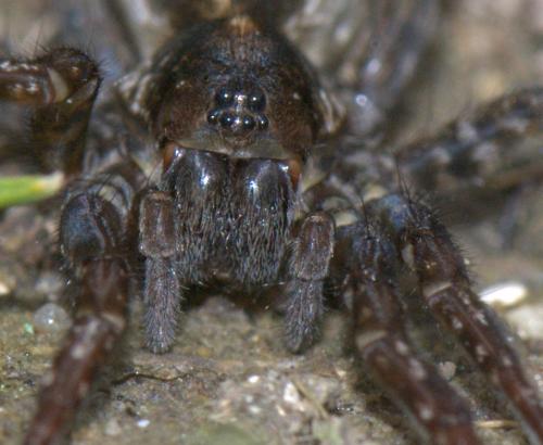 Réf. 43 159 : Arctosa fulvolineata