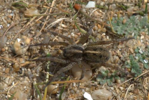 Arctosa fulvolineata