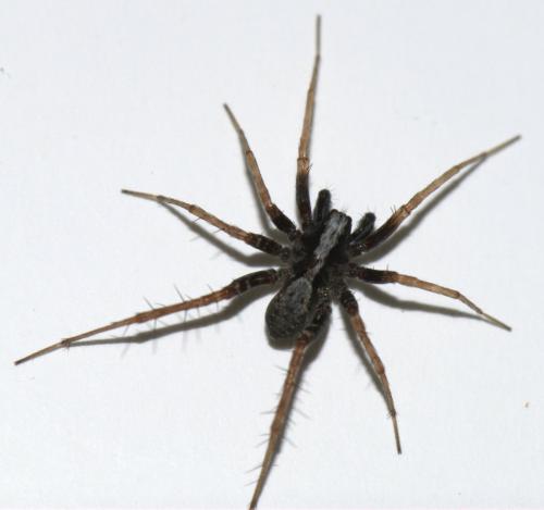 Pardosa sp.