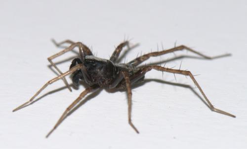 Pardosa sp.