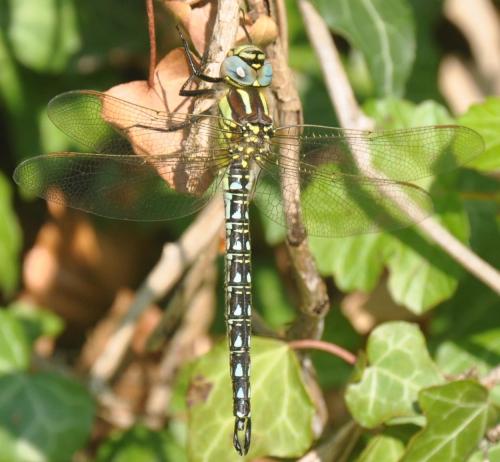Réf. 43 740 : Brachytron pratense
