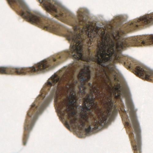 Philodromus cespitum