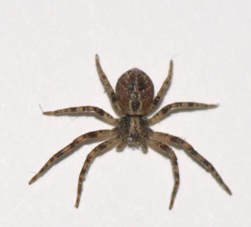 Philodromus cespitum