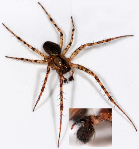 Réf. 43 004 : Metellina merianae