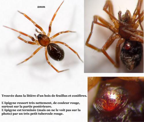 Microneta viaria
