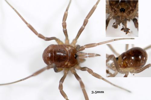 Paranemastoma quadripunctatum