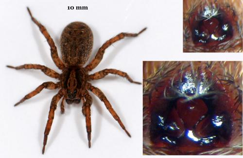 Trochosa terricola
