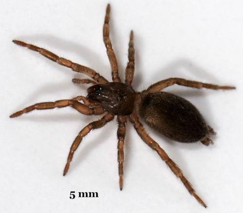 Réf. 43 037 : Haplodrassus sp.