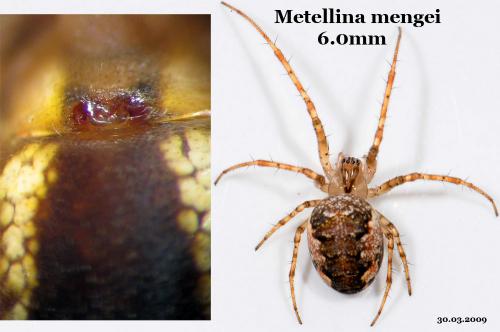 Réf. 43 115 : Metellina mengei