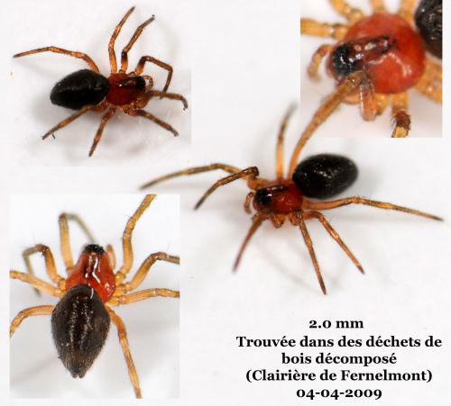 Réf. 43 154 : Trematocephalus cristatus