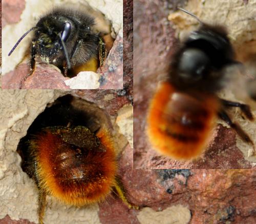 Osmia cornuta