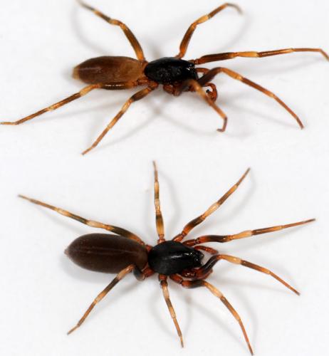 Harpactea hombergi