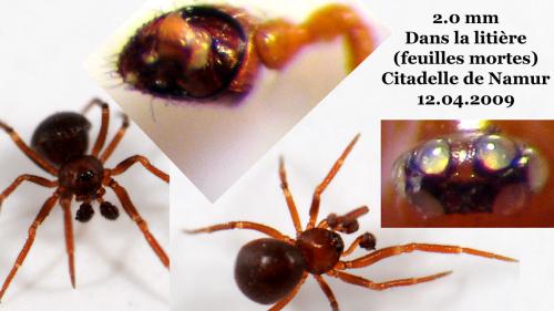 Réf. 43 398 : Pholcomma gibbum