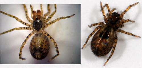 Amaurobius sp.