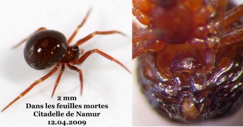 Réf. 43 401 : Pholcomma gibbum
