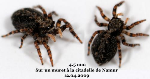 Pseudeuophrys lanigera
