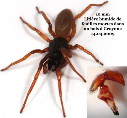 Réf. 43 441 : Dysdera erythrina