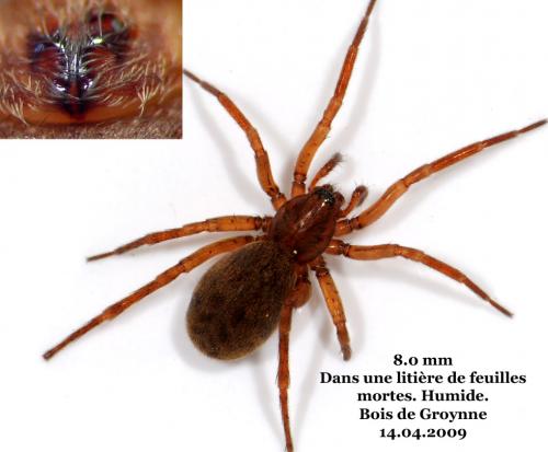 Réf. 43 439 : Agroeca brunnea