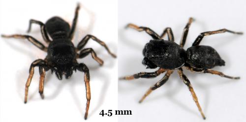 Heliophanus cupreus
