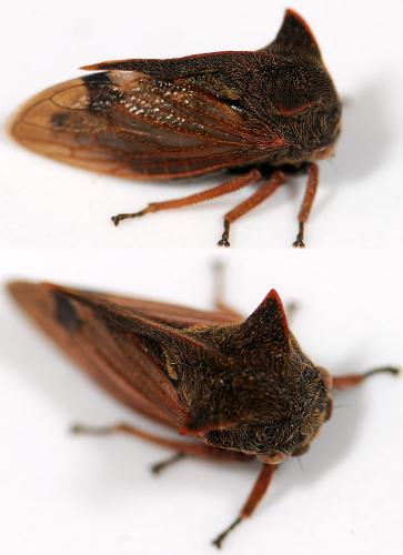 Réf. 43 743 : Centrotus cornutus
