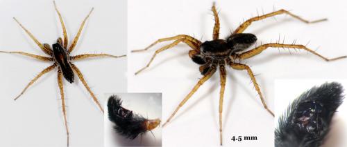 Pardosa nigriceps