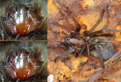 Eratigena atrica