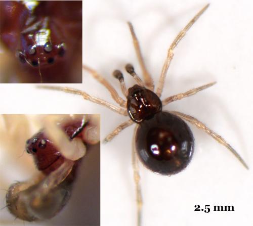 Neottiura bimaculata