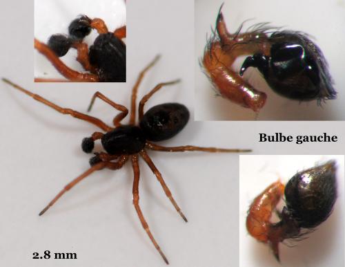 Dictyna uncinata