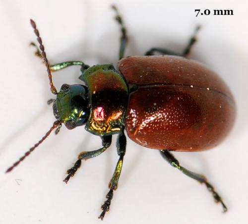 Réf. 43 917 : Chrysolina polita