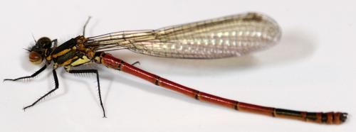 Pyrrhosoma nymphula