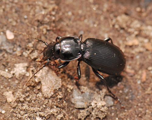 Pterostichus madidus