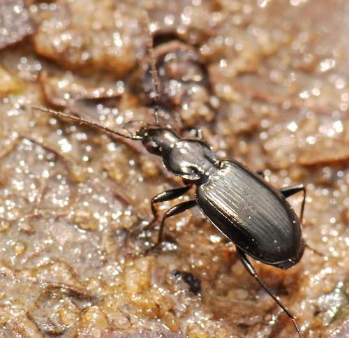 Réf. 43 217 : Agonum scitulum