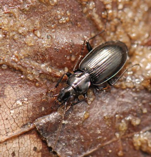 Réf. 43 193 : Agonum scitulum